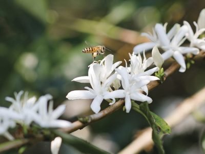 Abelha - Fotos: Shutterstock