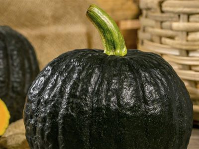 Abóbora Furusato -  Agristar