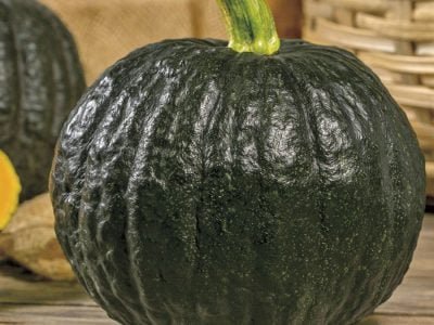 Abóbora - Fotos: Agristar