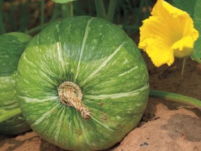 Abobrinha - Crédito: Shutterstock