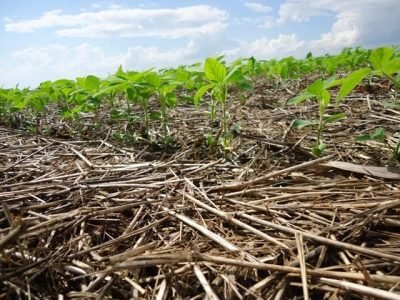 Ácidos húmicos e fúlvicos são originados da decomposição química e biológica de todo e qualquer material vivo - Crédito Claudinei Kappes