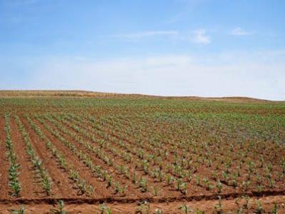 Lavoura de milho - Crédito Ademir Torchetti