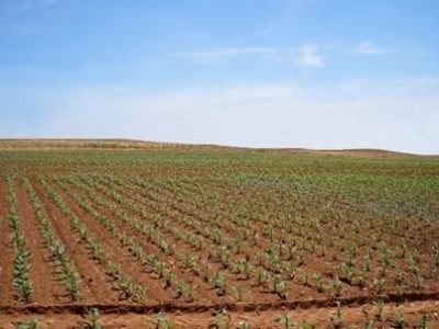 Lavoura de milho - Crédito Ademir Torchetti