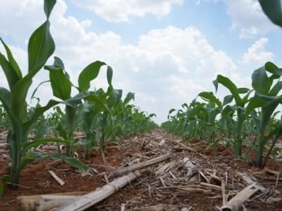 Crédito Ademir Torchetti