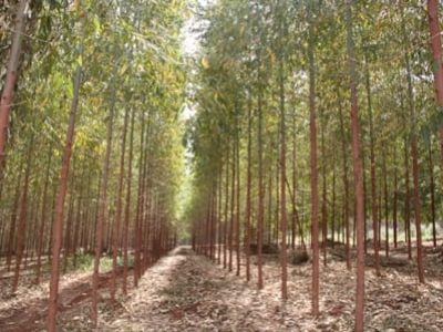Floresta de eucalipto - Crédito Ana Maria  Diniz