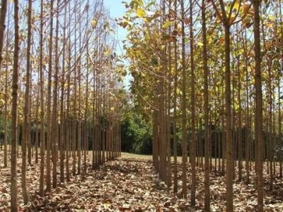 Crédito Ana Maria Diniz