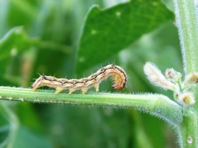 Helicoverpa armigera é uma praga cosmopolita, que apresenta grande mobilidade e adaptação a diferentes culturas e ambientes - Crédito Baltazar Fiomari