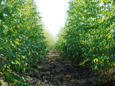Para atingir altas produtividades, a planta necessita de grande quantidade de nutrientes, dentre eles o cálcio, que é fornecido basicamente via calcário ou gesso - Crédito Catafós
