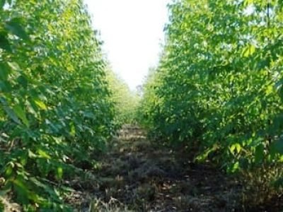 Para atingir altas produtividades, a planta necessita de grande quantidade de nutrientes, dentre eles o cálcio, que é fornecido basicamente via calcário ou gesso - Crédito Catafós