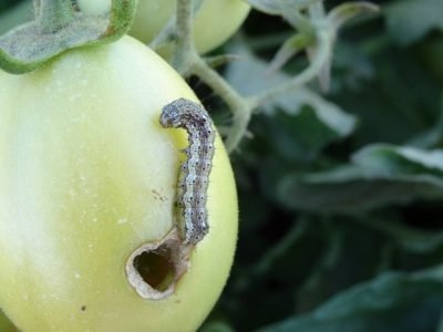 Abrir-matéria-Crédito-CecÃ­lia-Czepak