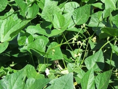 Crédito Cristiano Soares