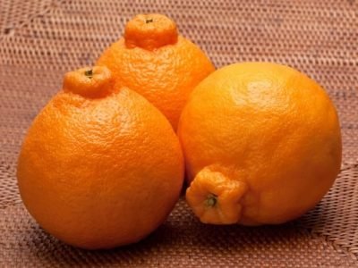 Crédito Divulgação