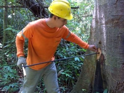 Pesquisa contribui com a sustentabilidade na extração do cipó-titica e do óleo de copaÃ­ba - Crédito Divulgação