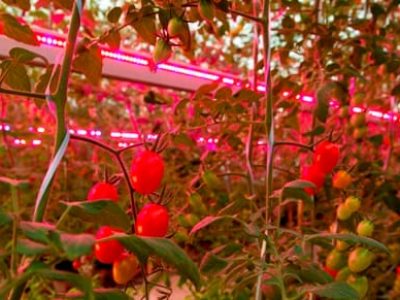 Pesquisa avalia a eficiência do uso de barras de LED na produtividade de minitomates em cultivo protegido - Crédito ESALQUSP