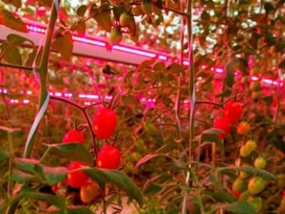 Pesquisa avalia a eficiência do uso de barras de LED na produtividade de minitomates em cultivo protegido - Crédito ESALQUSP
