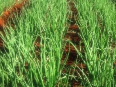 Um dos maiores erros cometidos pelos cebolicultores é a população inadequada e o plantio sem orientação, juntamente com a velocidade acelerada da máquina e o excesso de nitrogênio - Crédito Edson Zuquetto