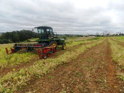 Com a evolução das cultivares de feijão o percentual de área no Brasil colhido mecanicamente passou de 70% - Crédito Indústrias Colombo