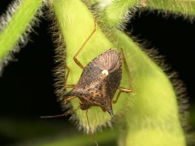 Crédito Jovenil da Silva