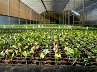 Crédito Luiz Mauro Barbosa