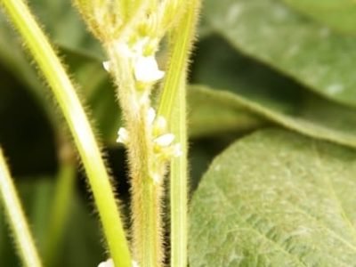 O nitrogênio (N) é o nutriente responsável pelo crescimento das plantas, pela produção de novas células e tecidos - Crédito Miriam Lins