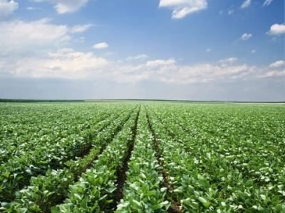 Crédito Shutterstock