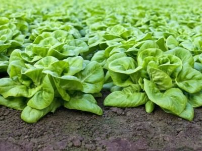 Crédito Shutterstock