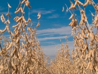 Crédito Shutterstock