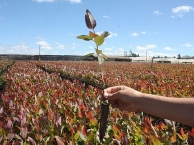 Abrir matéria - Crédito Viveiro de Mudas Santa Isabel