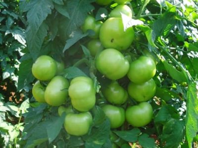 Abrir matéria – Créditos Eduardo Grecco Créditos Eduardo Grecco