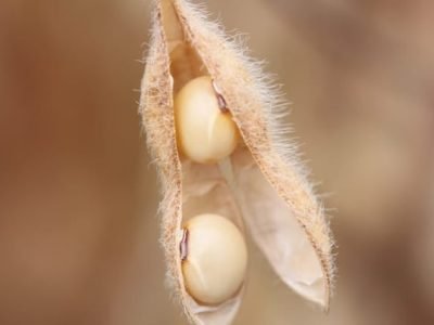 Créditos Luize Hess