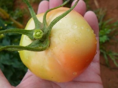 Abrir matéria – Créditos Ronaldo Cabreira Créditos Ronaldo Cabreira