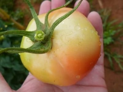 Créditos Ronaldo Cabreira