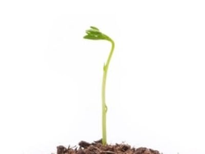 Ácidos húmicos ativam desenvolvimento das plantas - Créditos Shutterstock