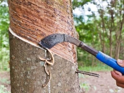 Créditos Shutterstock