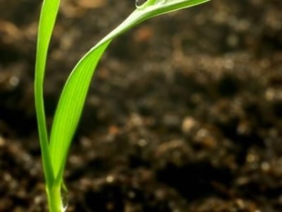 Créditos Shutterstock