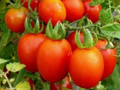 Créditos Shutterstock