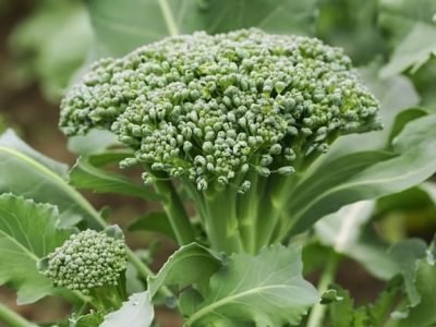 Créditos Shutterstock