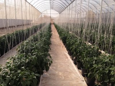 Abrir matéria com fotos lado a lado - Créditos Cehicon