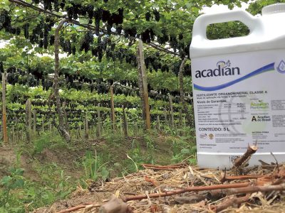 Acadian-2