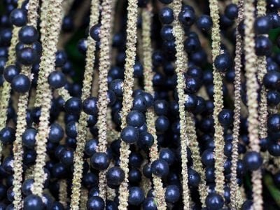 Açaí - Crédito: Shutterstock