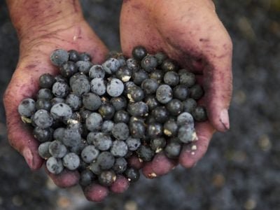 Açaí-33-Crédito-Internet-1024x681