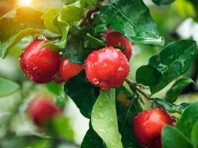 Acerola - Crédito Shutterstock
