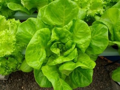 Ácidos fúlvicos aumentam a condutividade elétrica - Crédito Adriano Delazeri