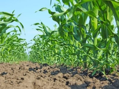 Ácidos húmicos aumentam as raízes laterais nas plantas - CréditoShutterstock