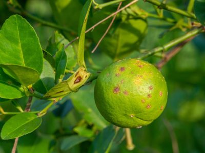 Rust on lime fruit, Citrus canker ,Citrus disease caused by the bacterium Xanthomonas citri subsp