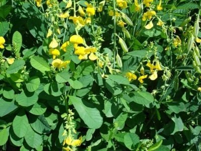 Crotalária reduz em até 80% população de nematoides - Crédito Claudinei Kappes