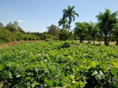 Adubação verde (mucuna-cinza) -Crédito José Antonio Espindola