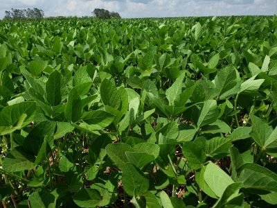 Lavoura de soja - Créditos: AgBiTech