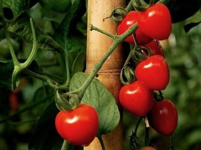 Agristar - Crédito Divulgação