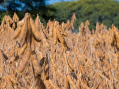 Soja - Crédito: Alexandre Lombardi_CESB